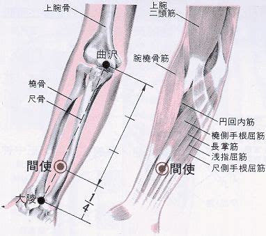 三間穴位置|醫砭 » 經穴庫 » 三間